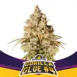 GORILLA#4-TNT INFUSED